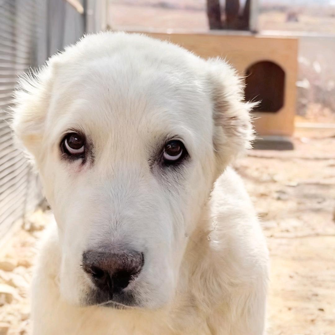 ༺ཌༀཉ🎖奔腾的小野马༒༃ༀ