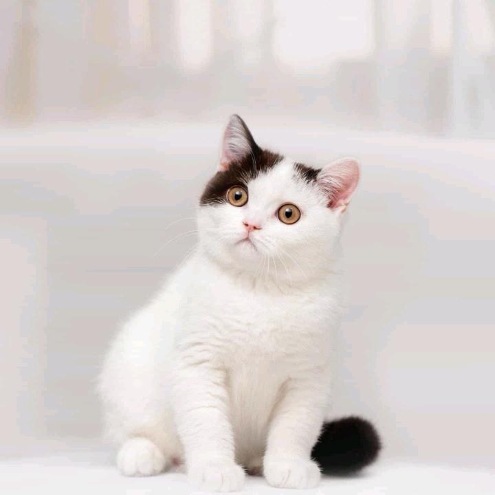 罗尼