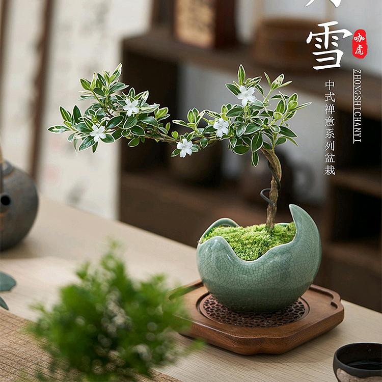 花卉绿植推荐