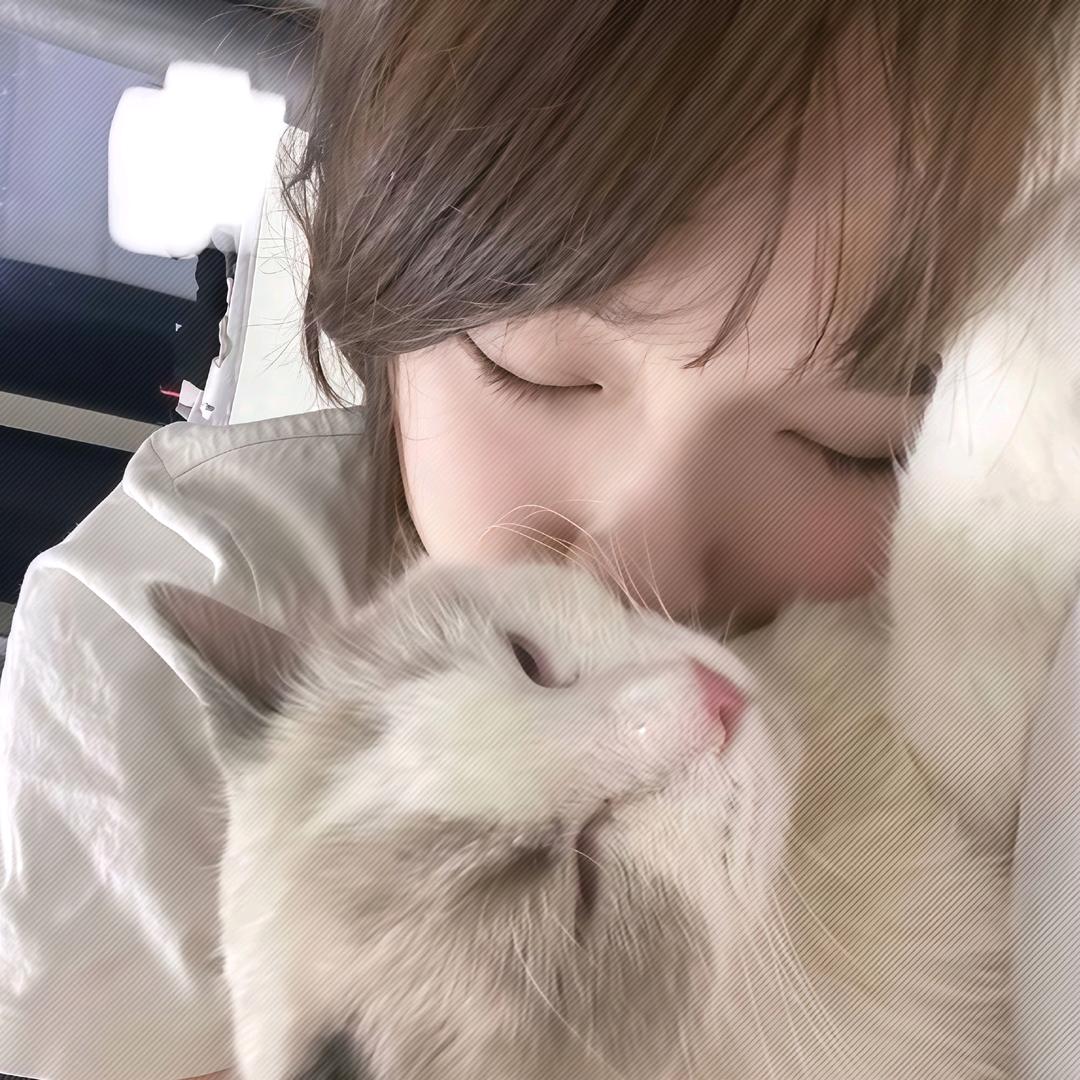 猫猫大王