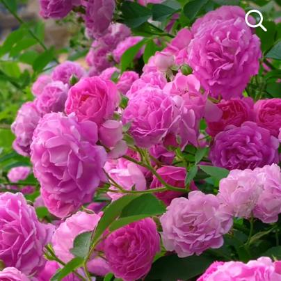 水艾漫（优选好物）