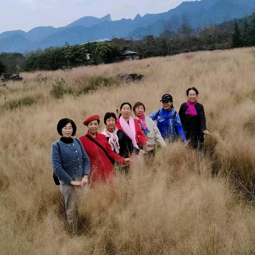 山菊花