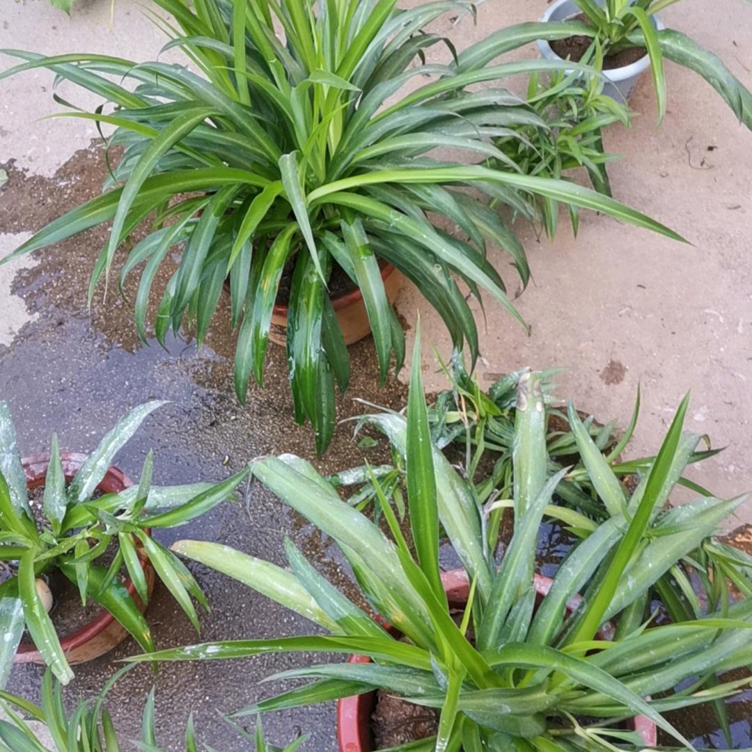 无忧草