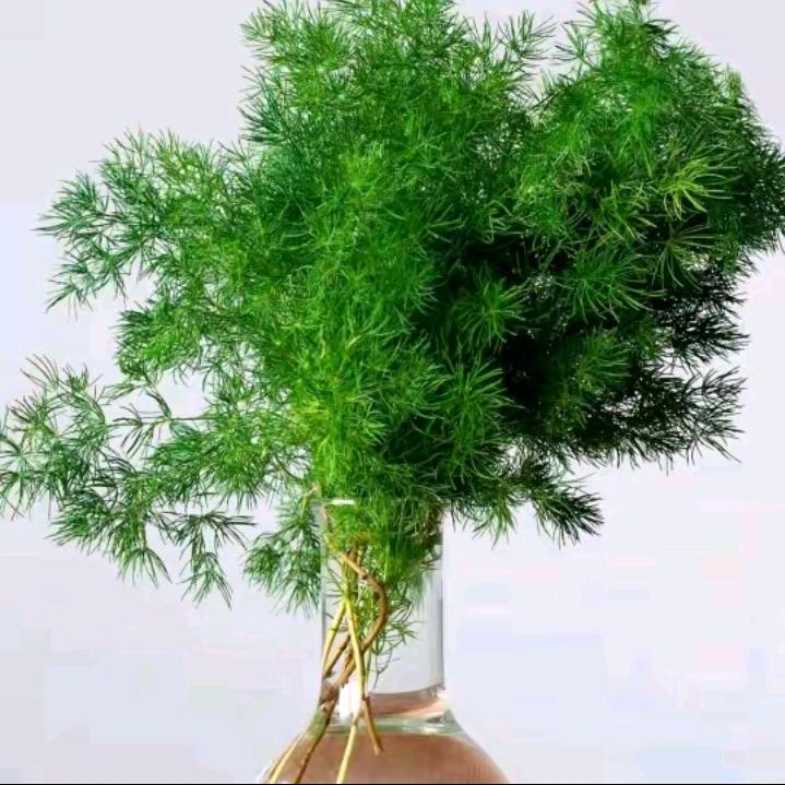向阳而生🌳