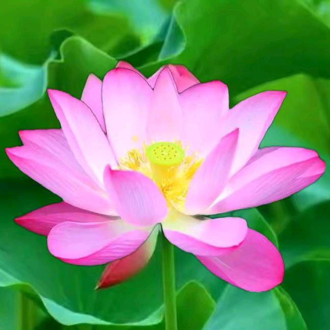 红莲🌺🇻🇳🙏