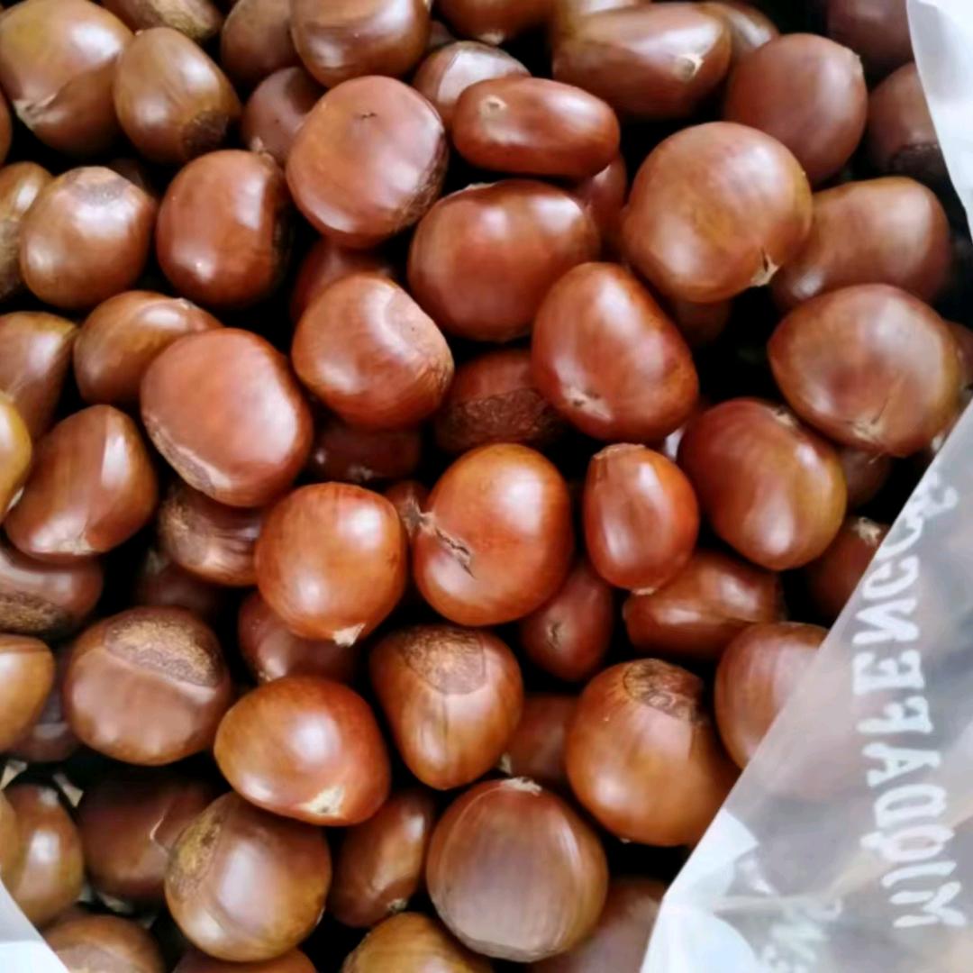 大力，正宗青龙燕山板栗厂家直销