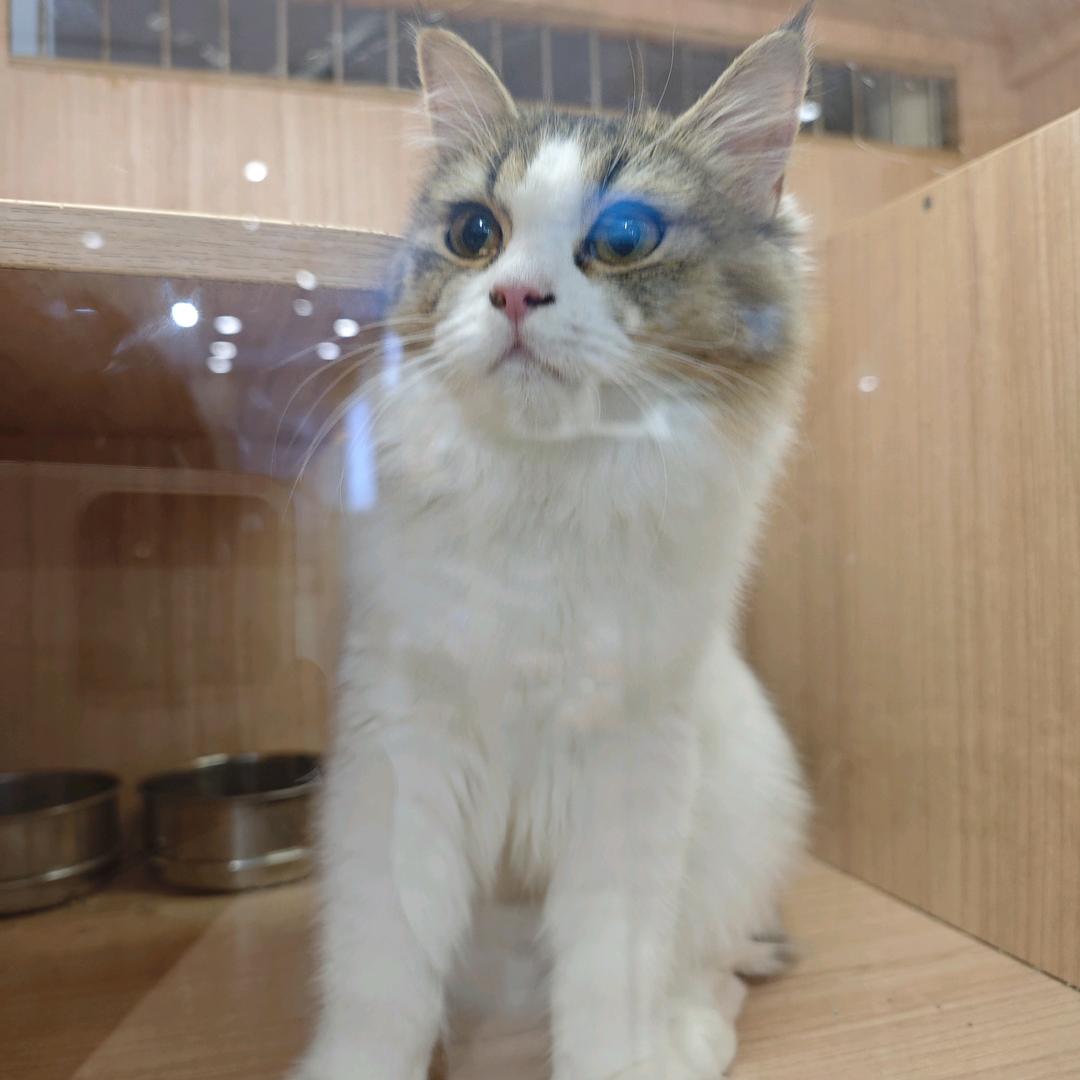 高山上的哈基米