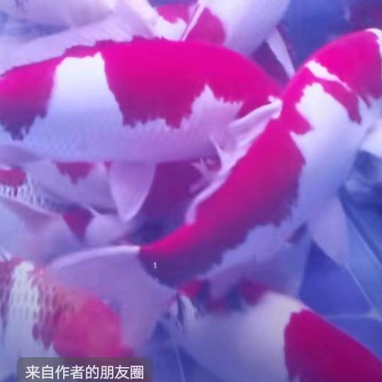 南宁涛涛水族馆