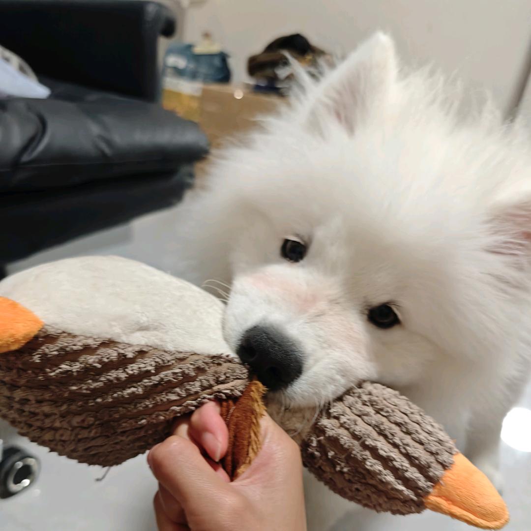 酸奶是只萨摩耶