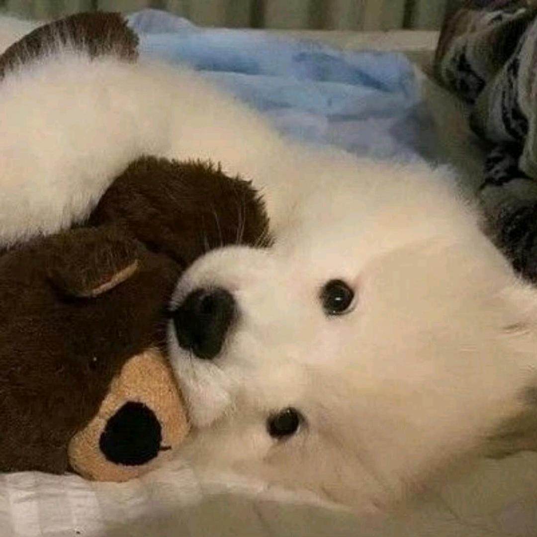 耶耶耶不耶¹²²⁰