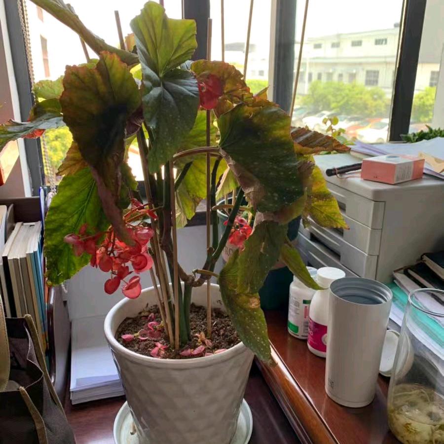 问心无愧（泡泡油糕，手工饺孑，混饨，）