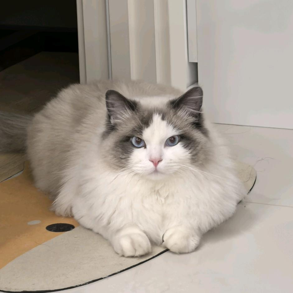 猫咪雪球的日常