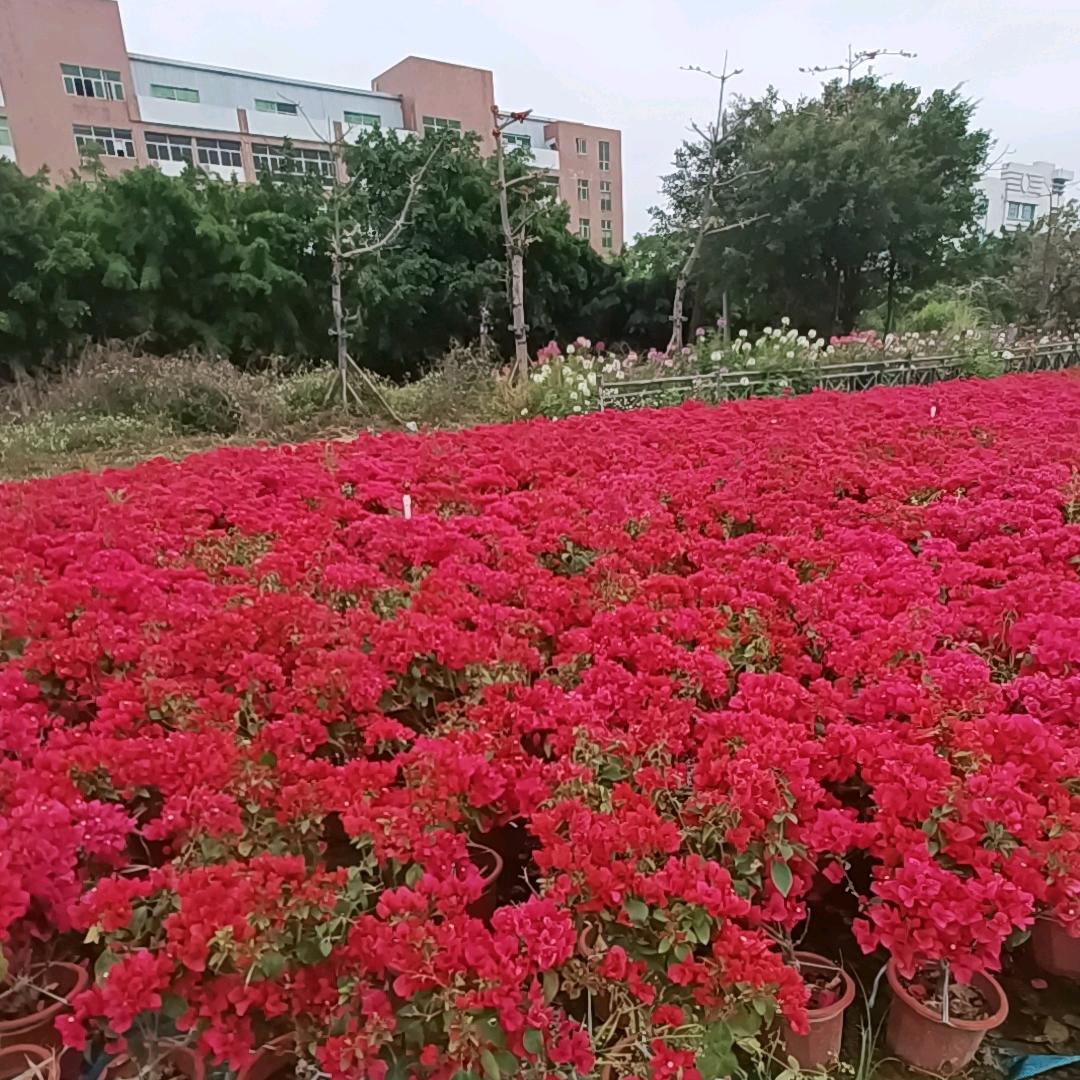 莹莹之光