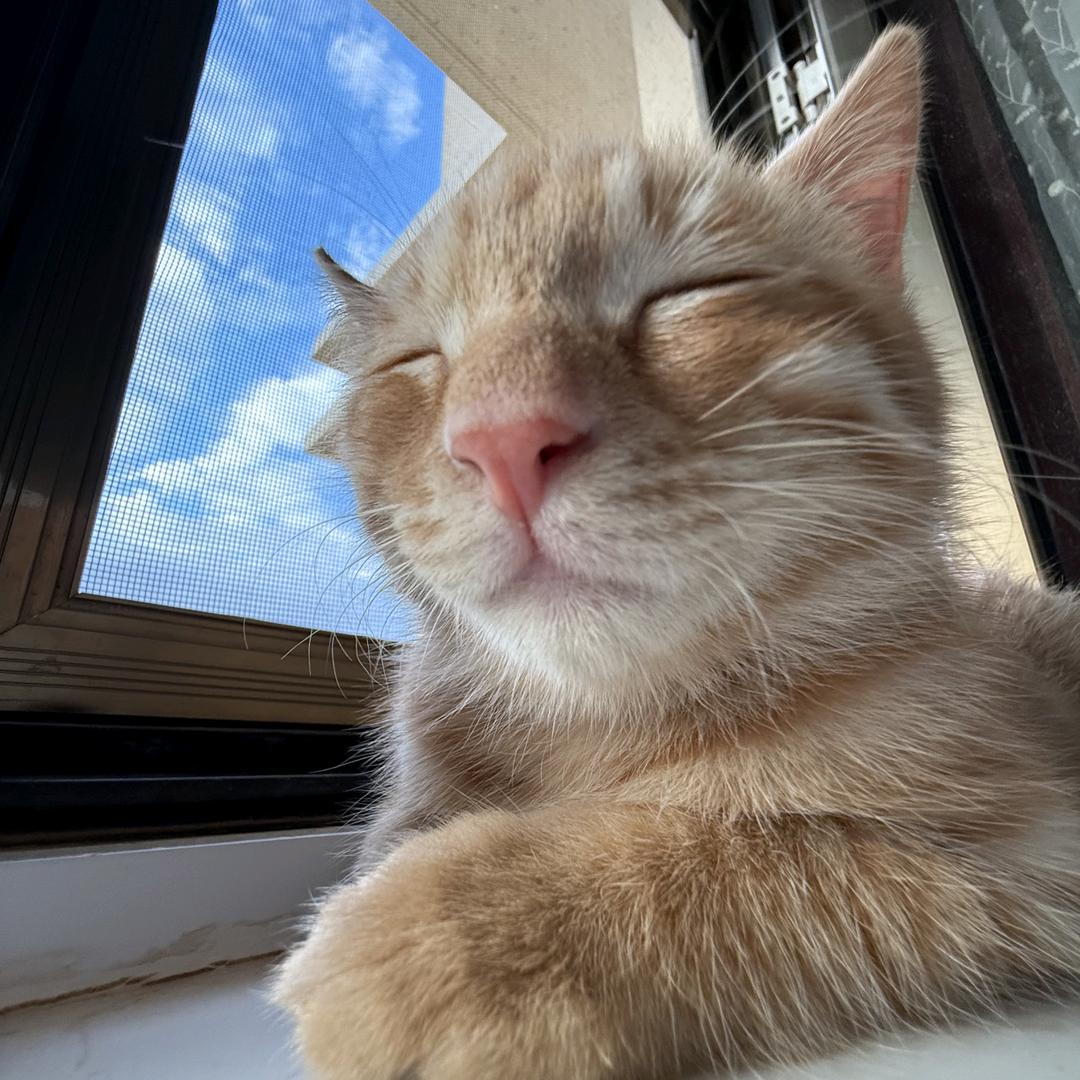 壮壮🐈