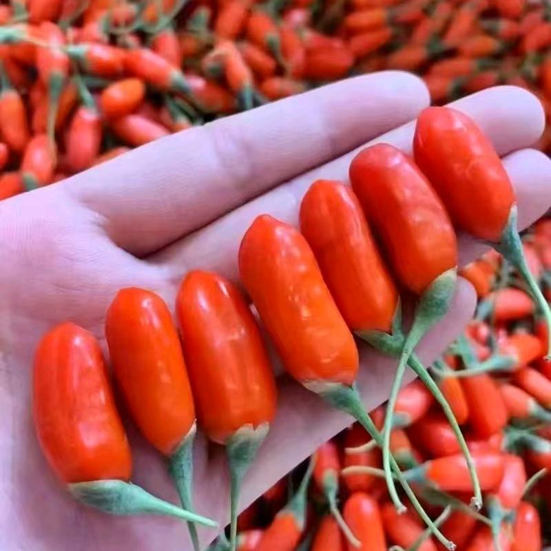 巨鹿人在广州