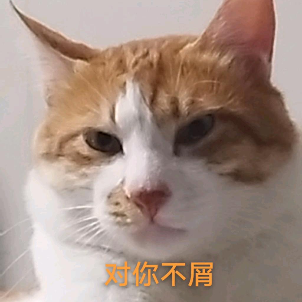 大耳朵是只猫