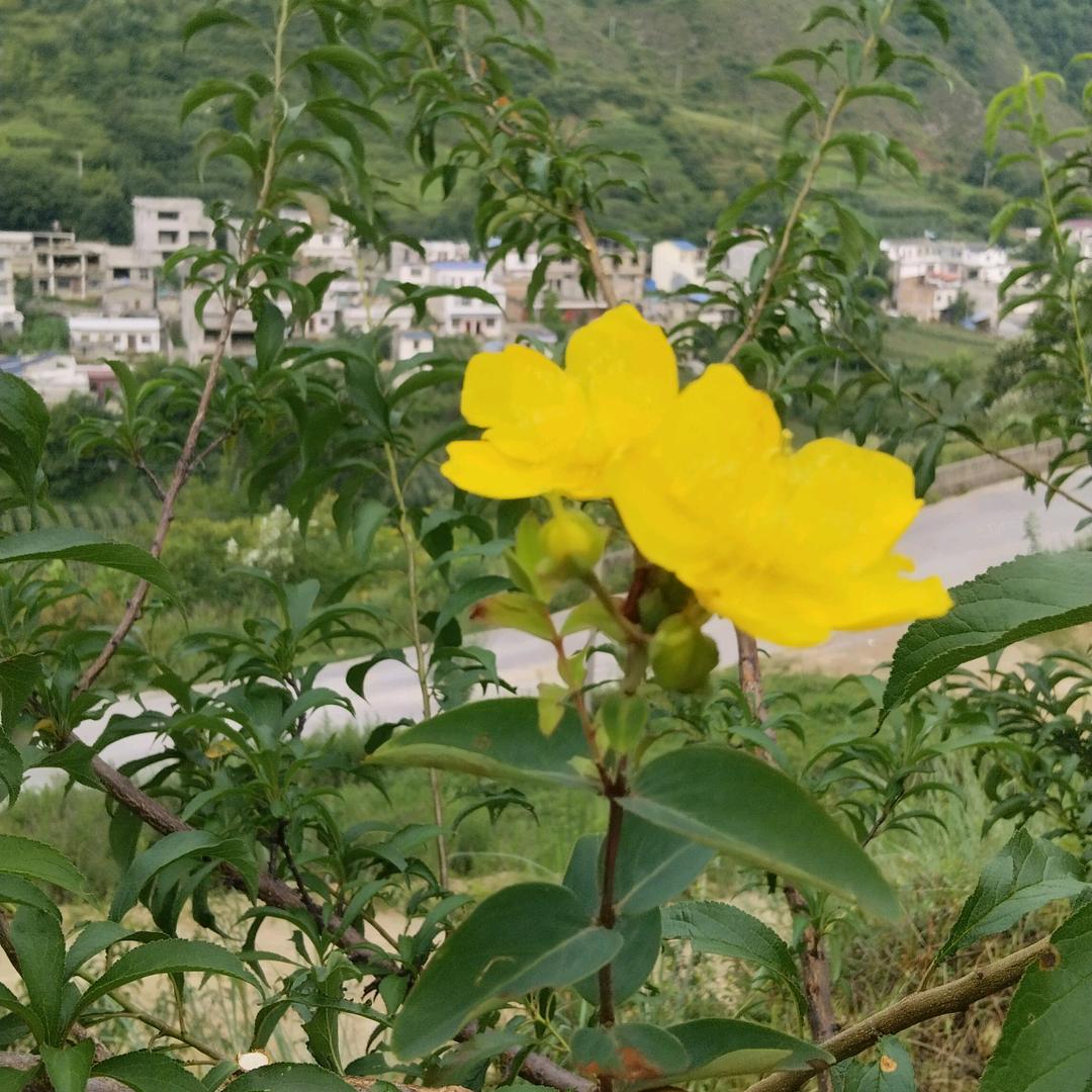 明依