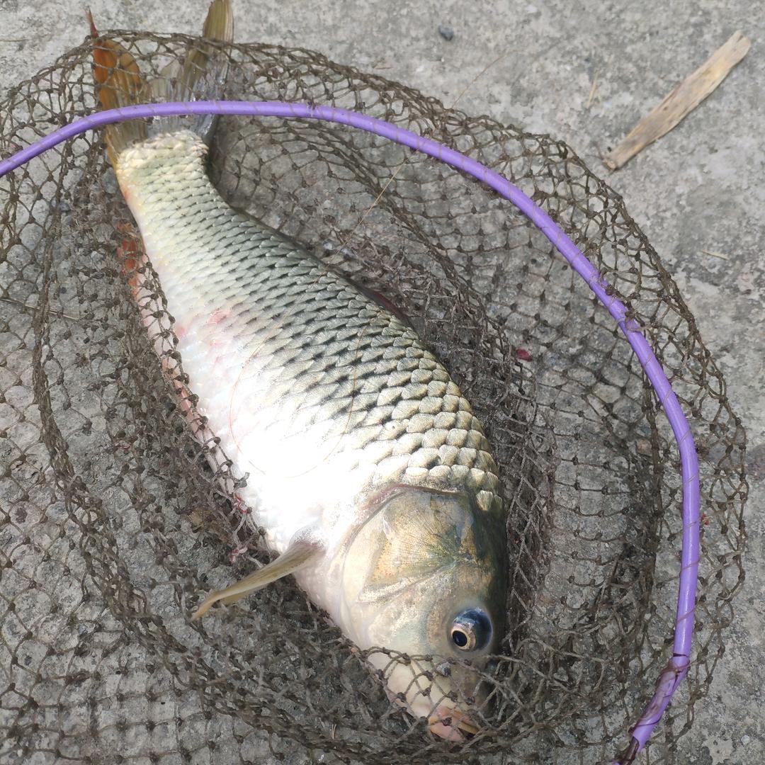 新秋意浓