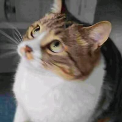 叻头像