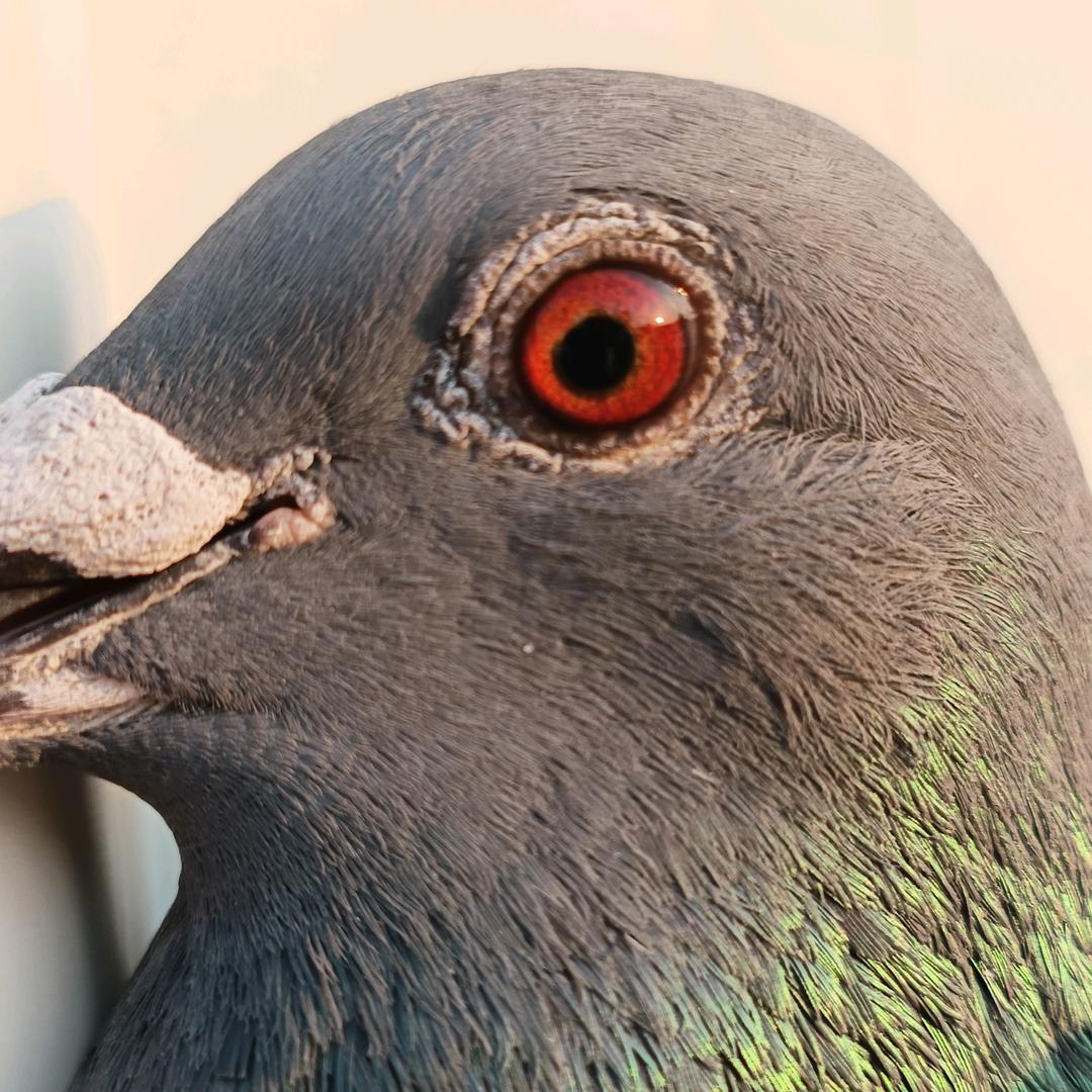 莆仙0594-天落收纳所