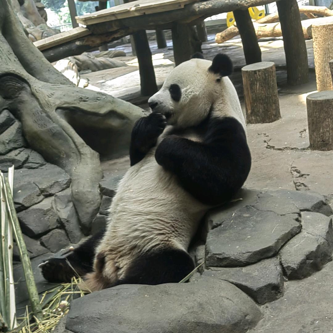 老胡同学（户外染发日记）