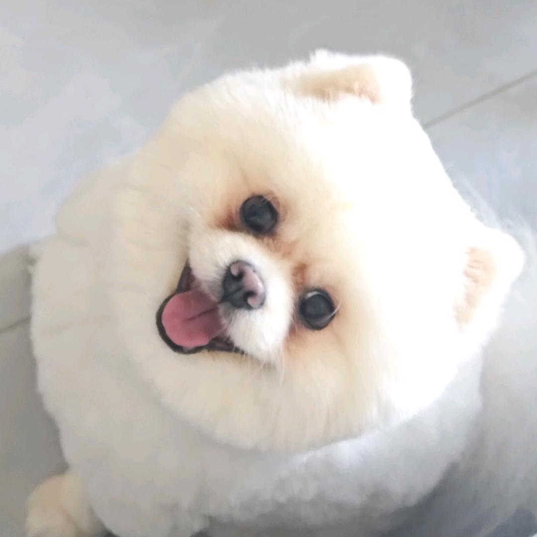 十四娃🐶🐱