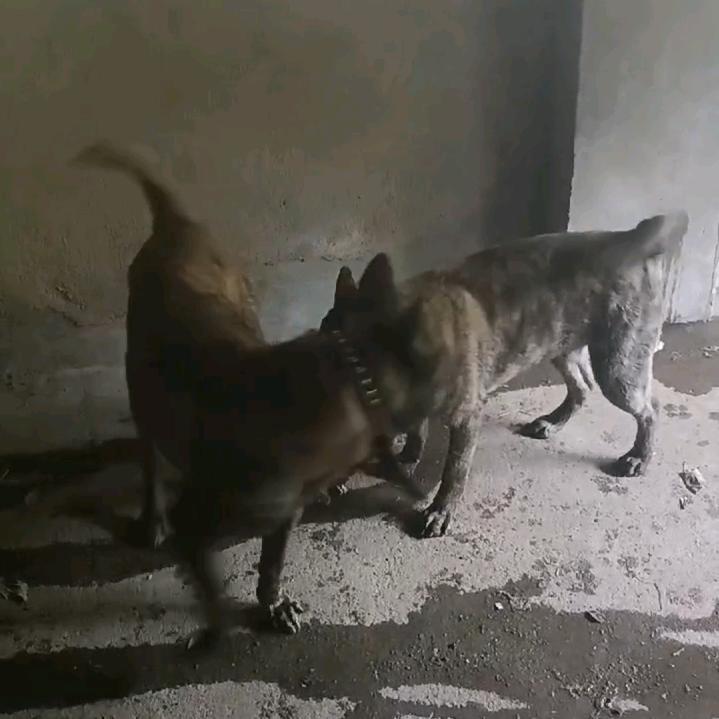 中华田园犬  虎斑犬