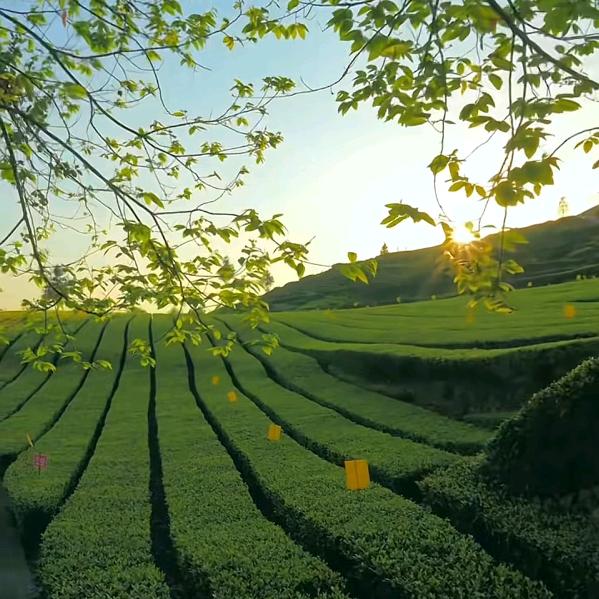 爱生活💖爱音乐