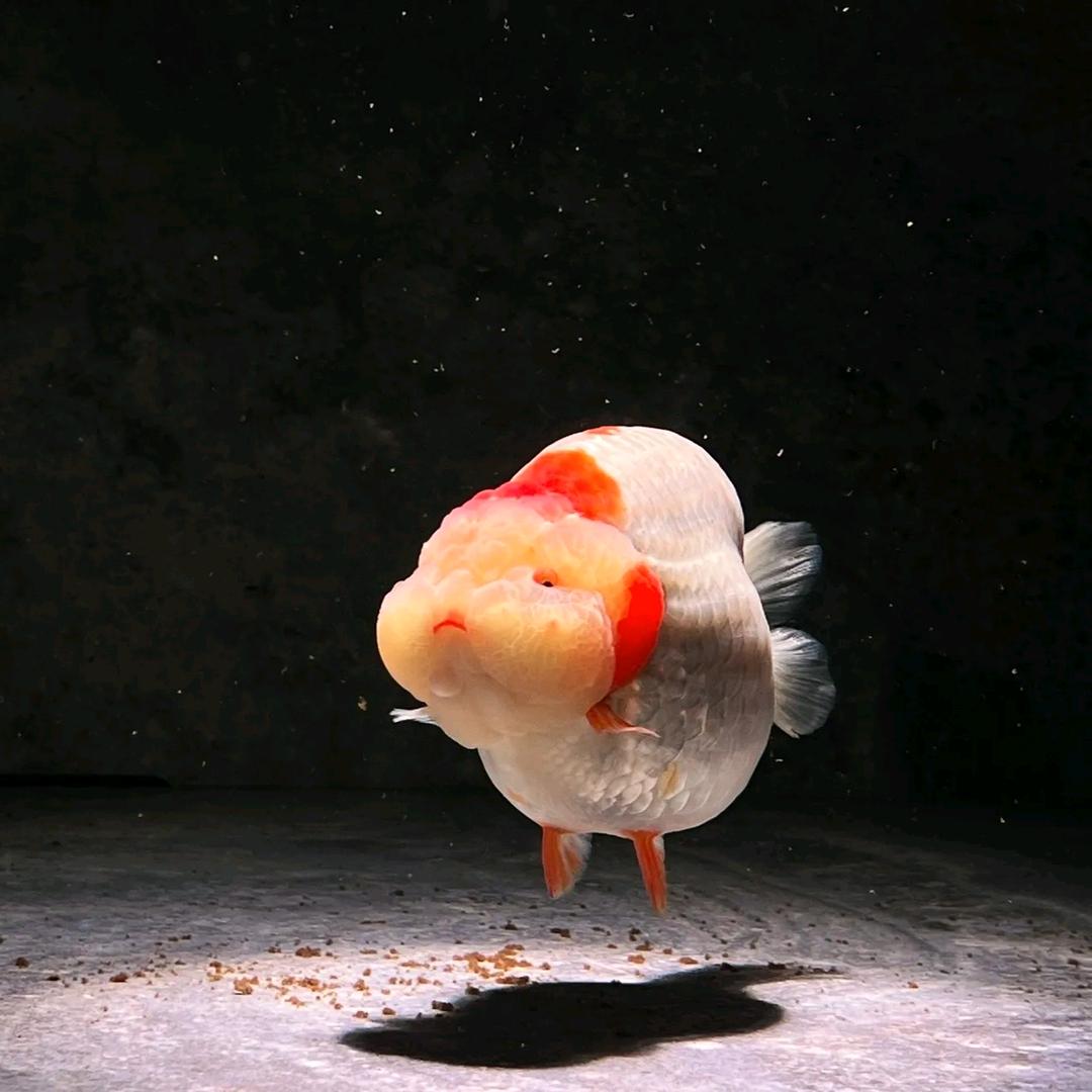 福州兰寿甄选