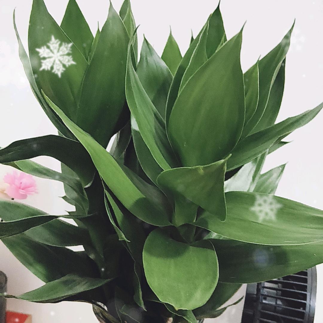 老陈（石牌特产甄选）