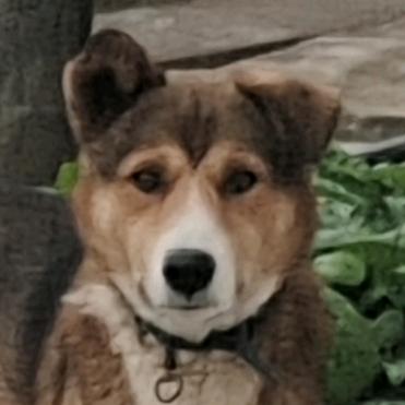 鱼皮