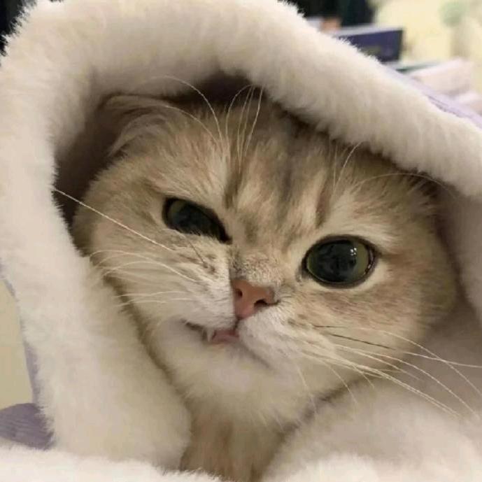 小奶狮