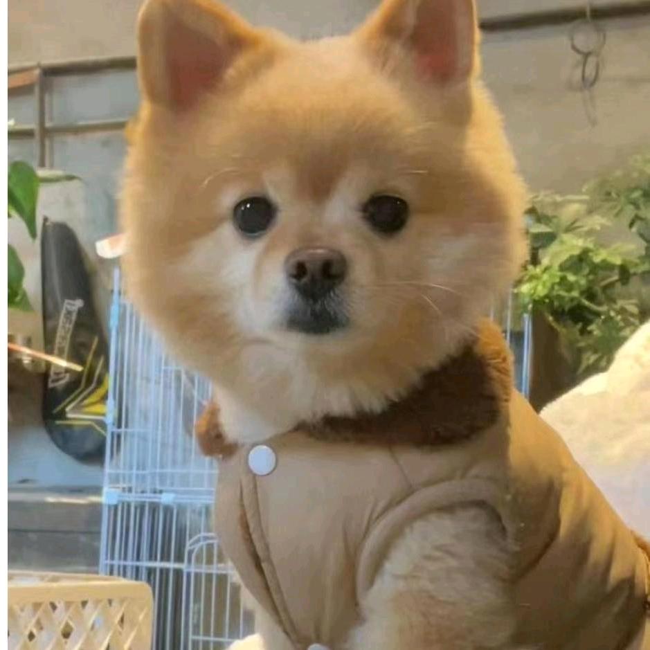 元宝@