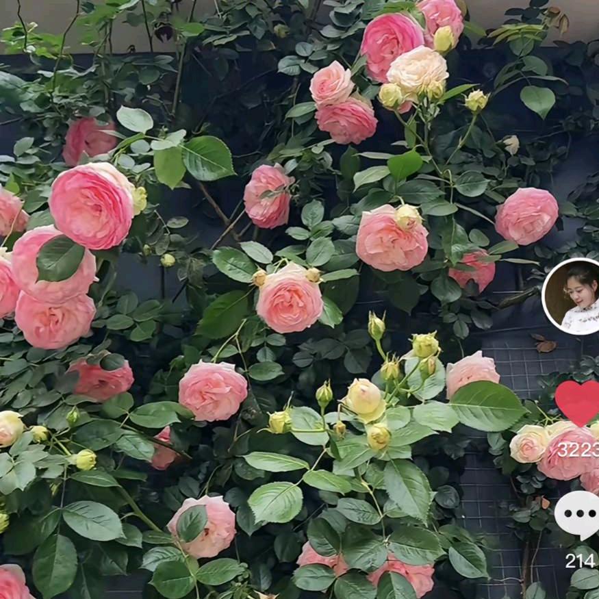 静待花开
