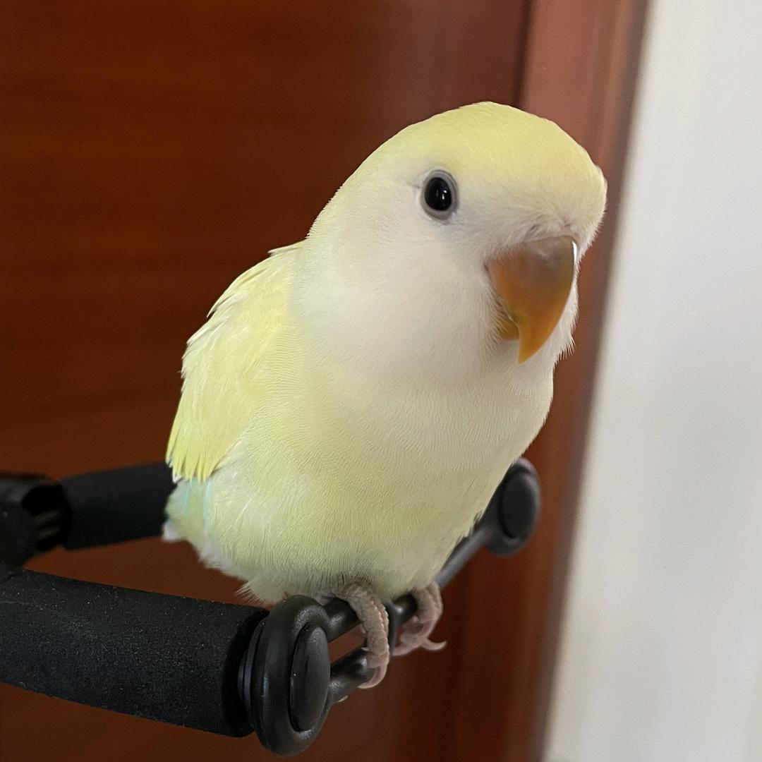 BOBO