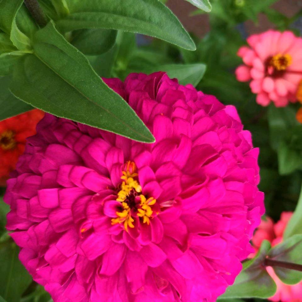 九月菊花