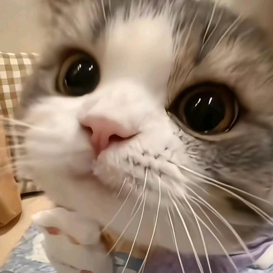 猫猫大王TvT