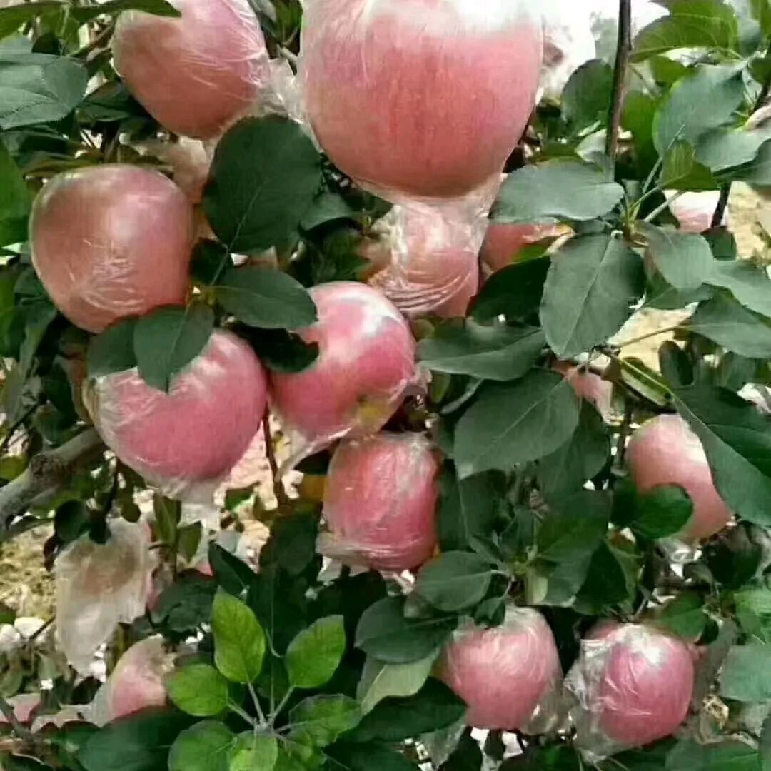 陇西堂，李氏。