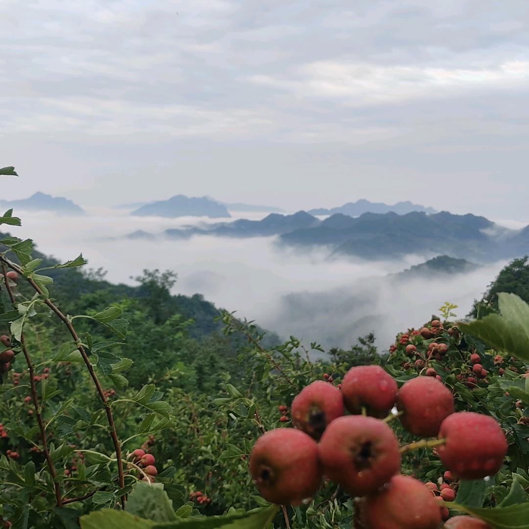 兴隆北山狗肉馆，蒸饺（早餐）