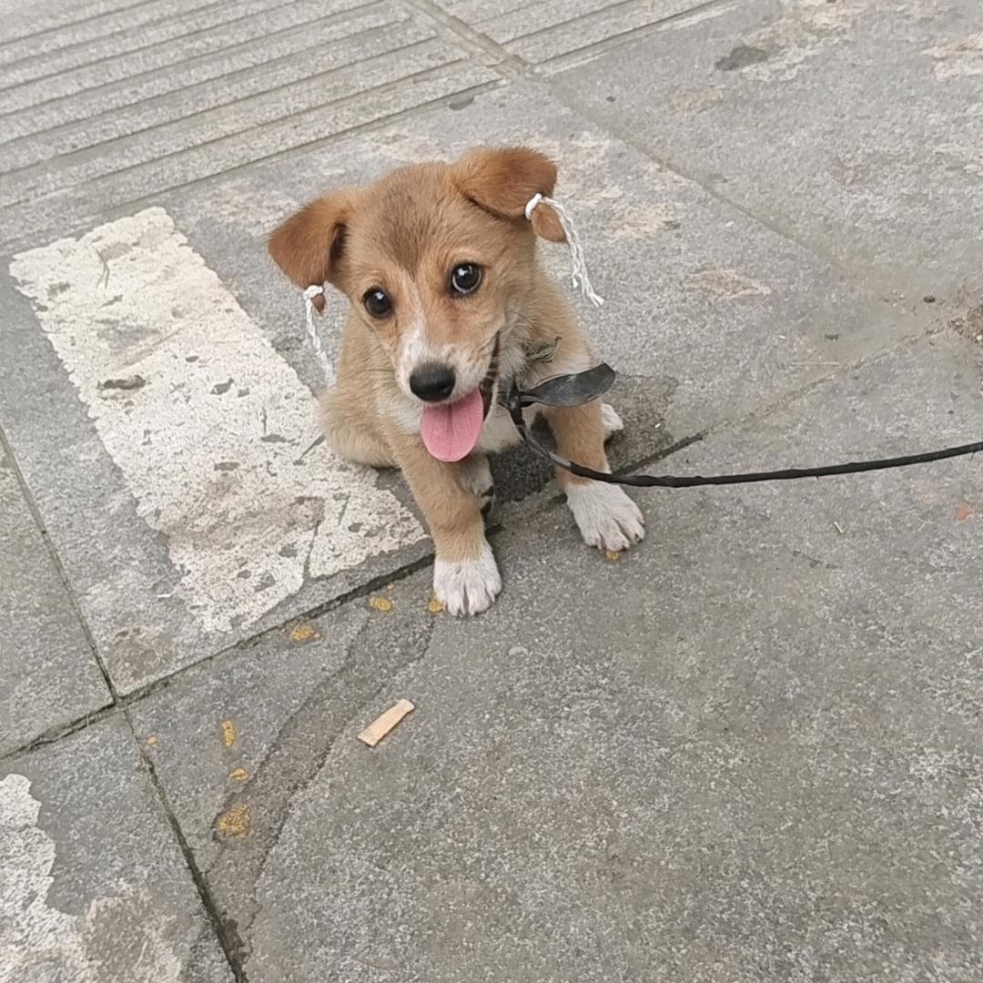 一枝独秀