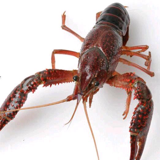 桂平小龙虾白燕子