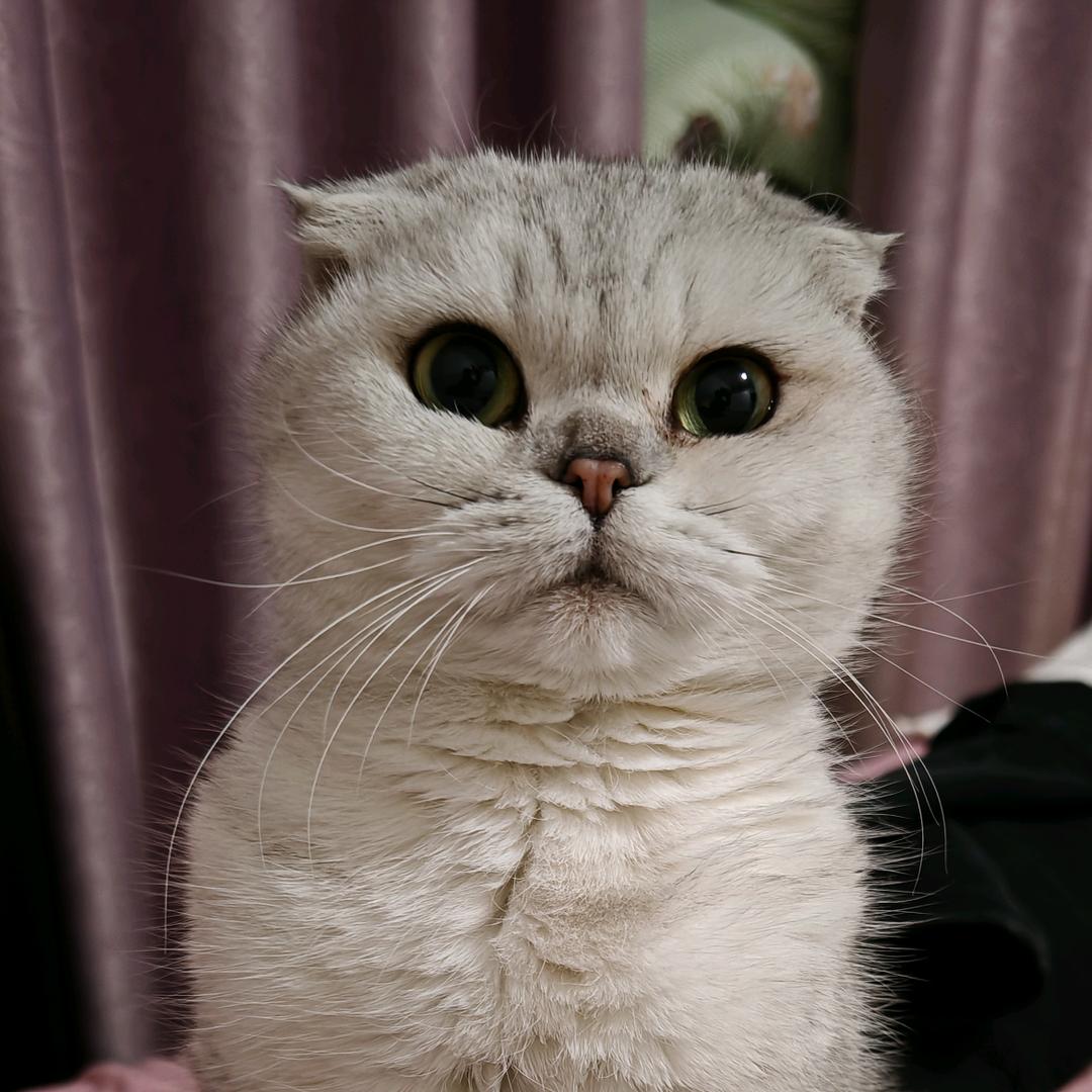 牛玲杰
