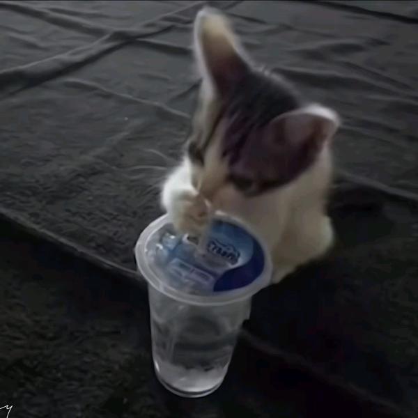 橘子不是唯一的水果