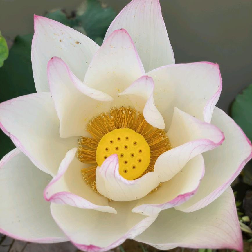 清风˘⌣˘＾◇＾不知物语当股气