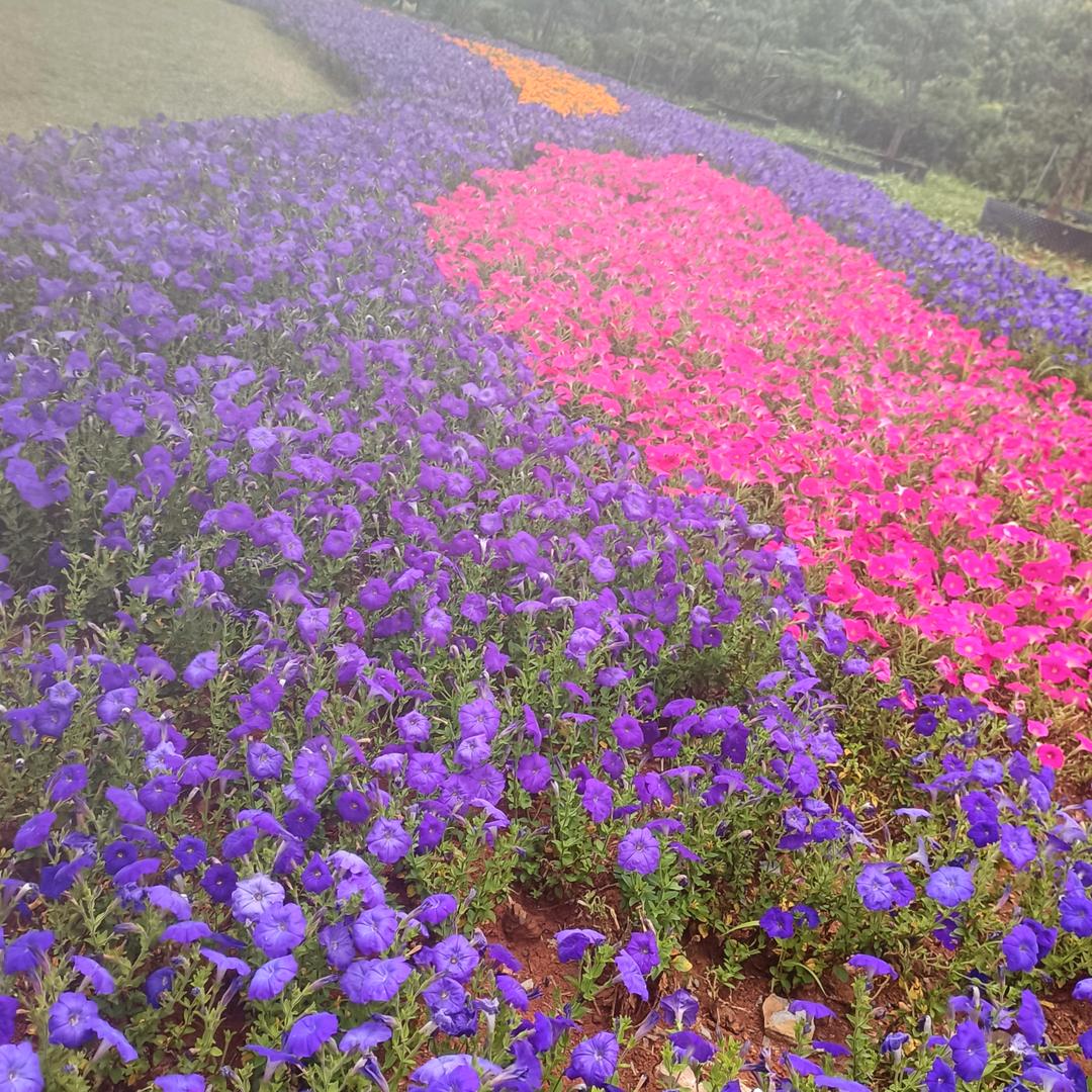 秋天的一抹阳光