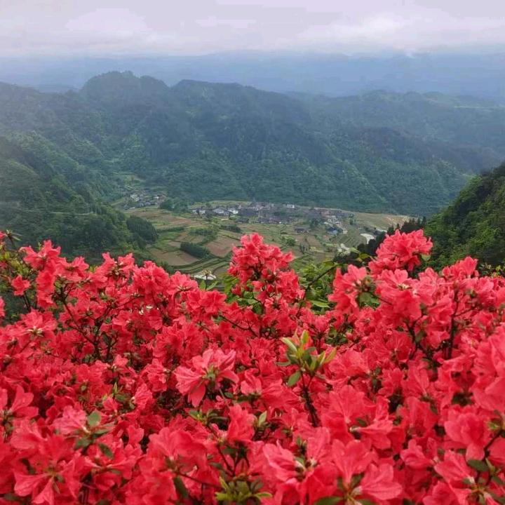 ：美岩大坡映山红🌸