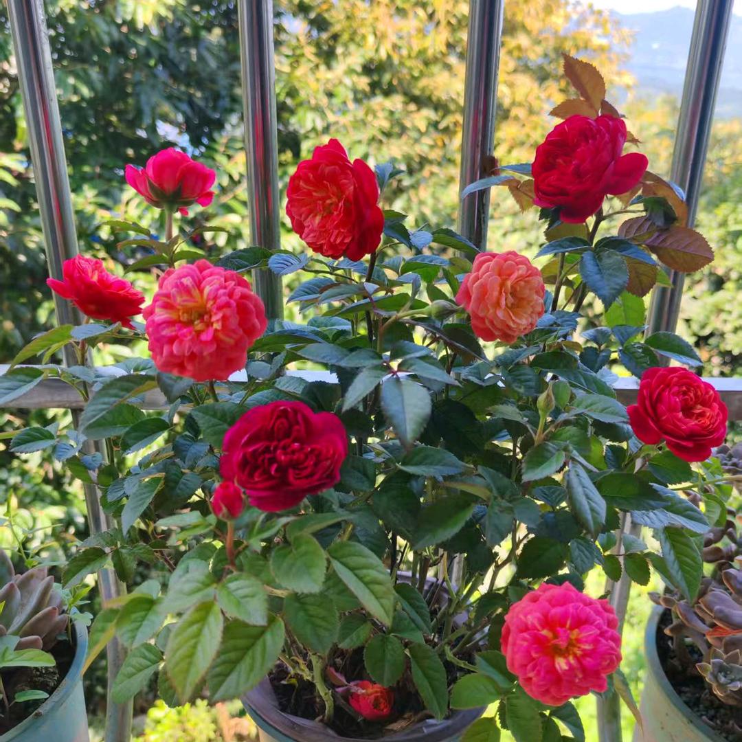 人间富贵花