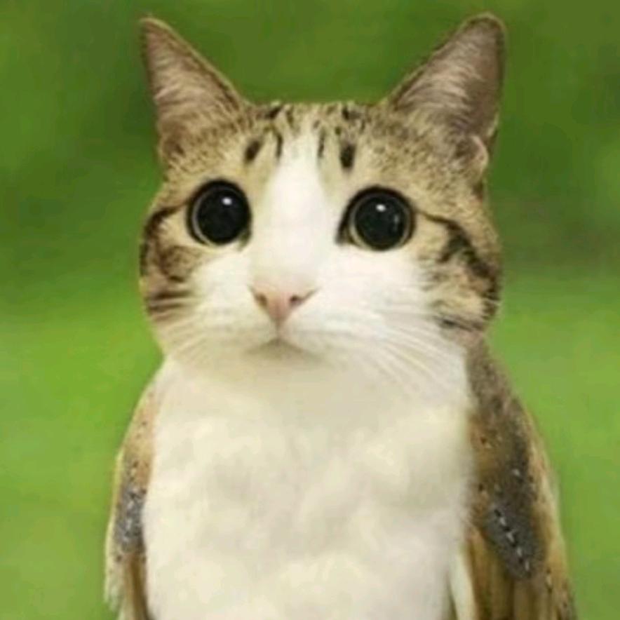 我草气死我了。