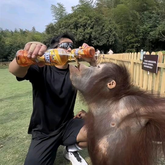 小新小新