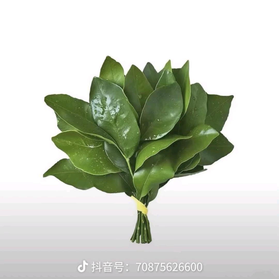 墨琪